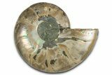 Cut & Polished Ammonite Fossil (Half) - Madagascar #349086-1